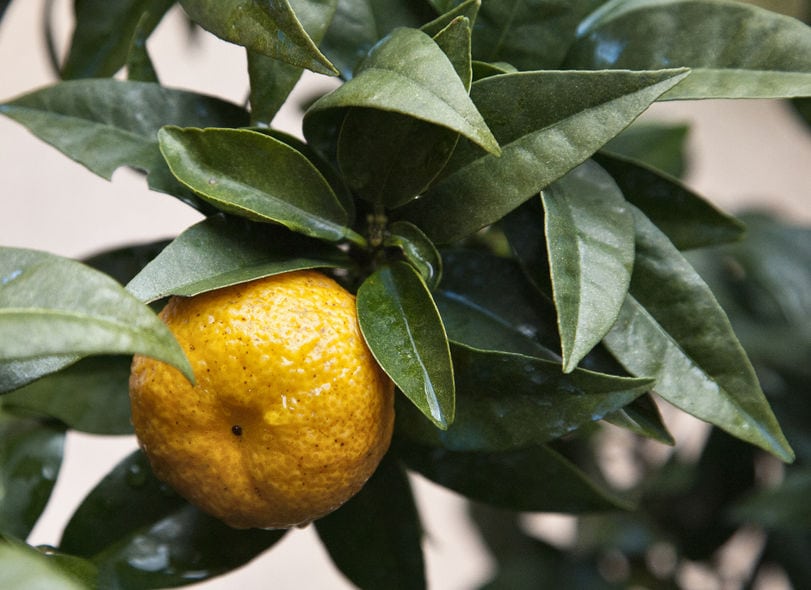 chinotto di savona