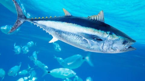 tonno rosso - bluefin tuna