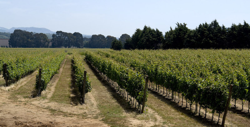 vigneti calabria