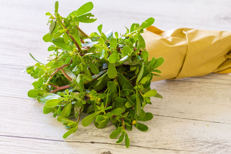 portulaca-cenetta-vegana portulaca-cenetta-vegana