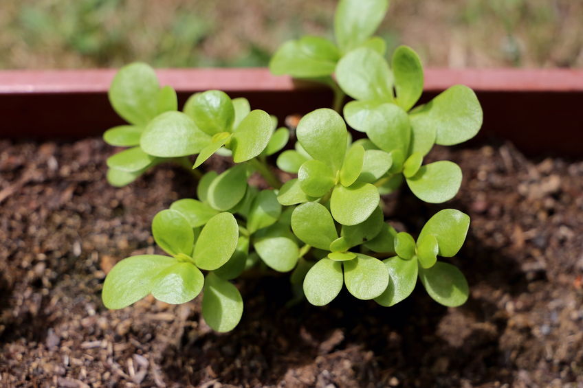 portulaca-cenetta-vegana portulaca-ricette
