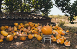 Tipi Di Zucca Le Eccellenze Italiane Informacibo
