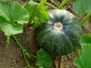 Tipi Di Zucca Le Eccellenze Italiane Informacibo