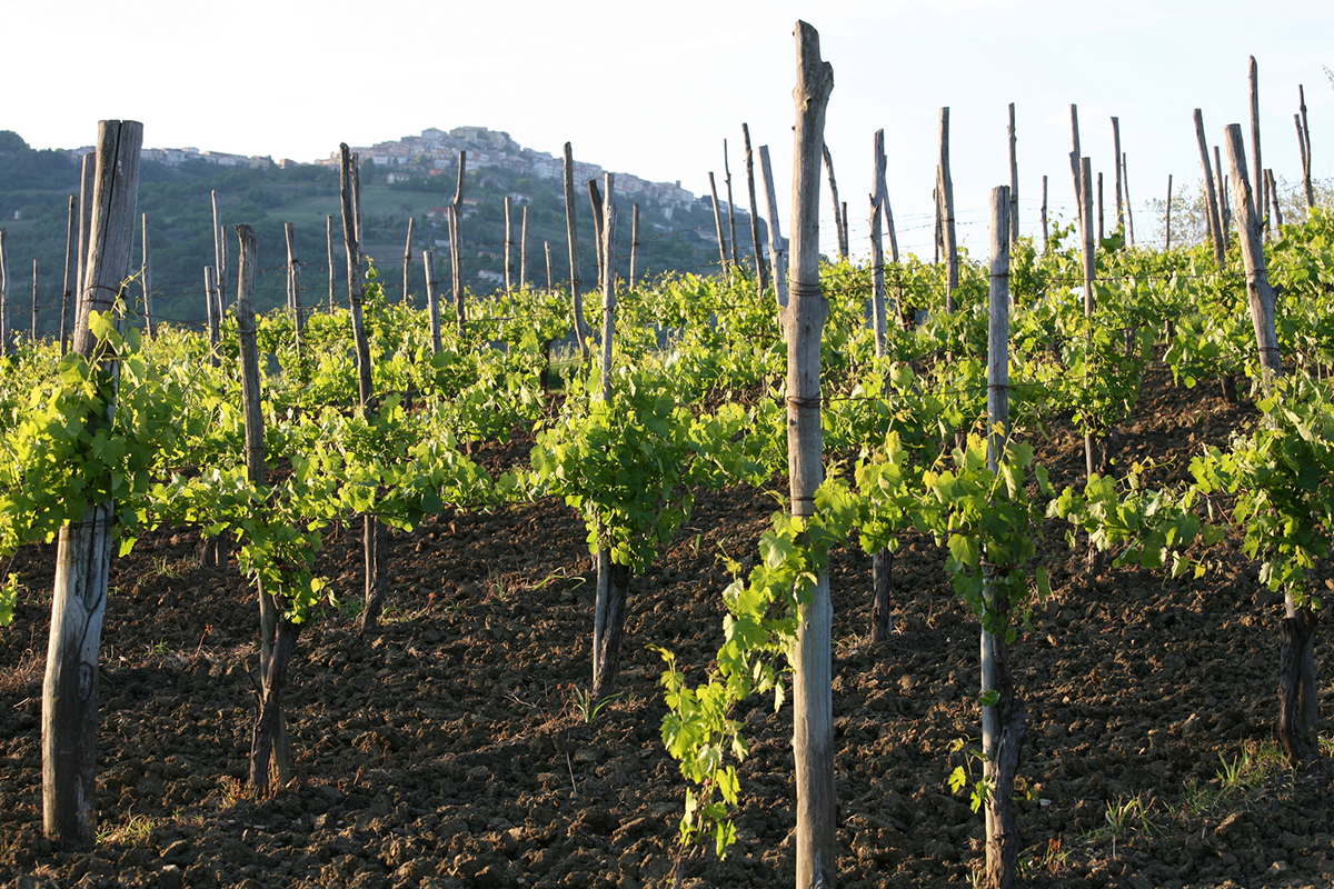 vino aglianico vitigno autoctono