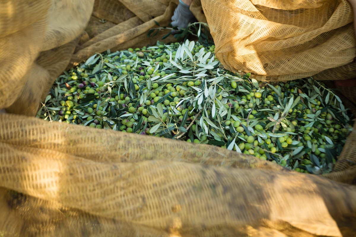 prodotti-tipici-pugliesi-olio-oliva