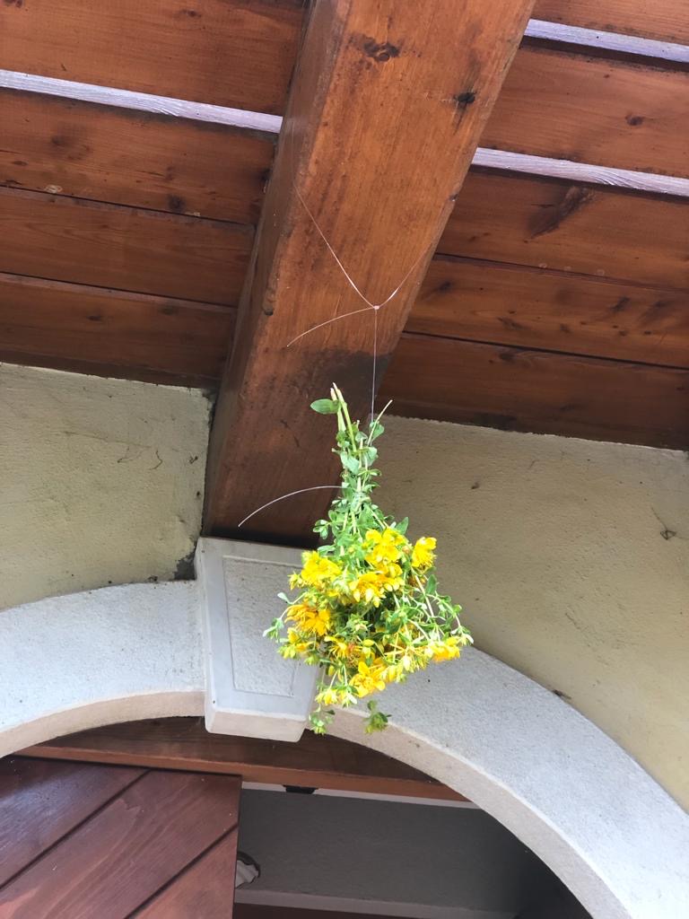 erba di san giovanni