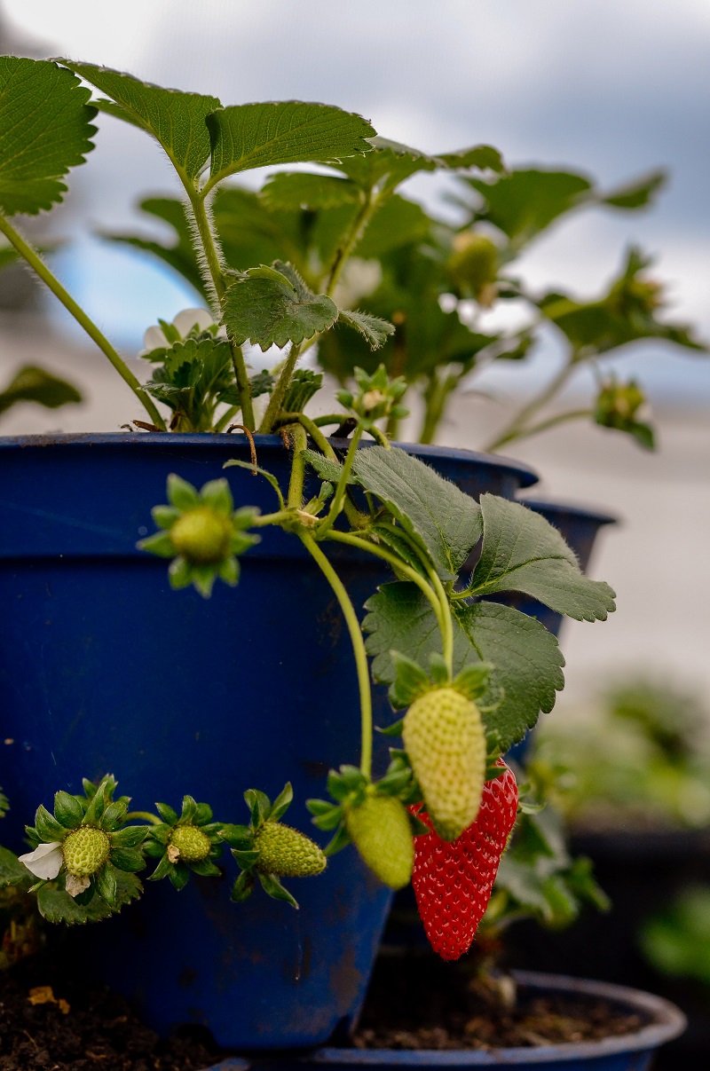 urban farming orto a casa