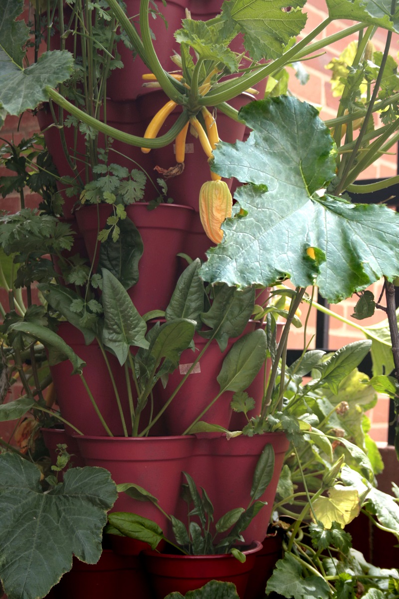 urban farming orto a casa