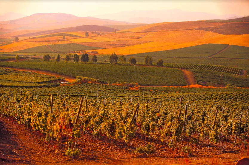 cantina Cusumano Presti e Pegni
