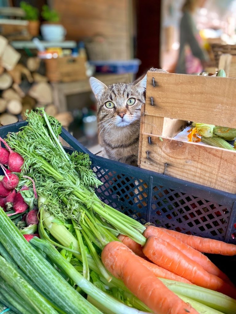 Azienda Agricola Abete Bianco