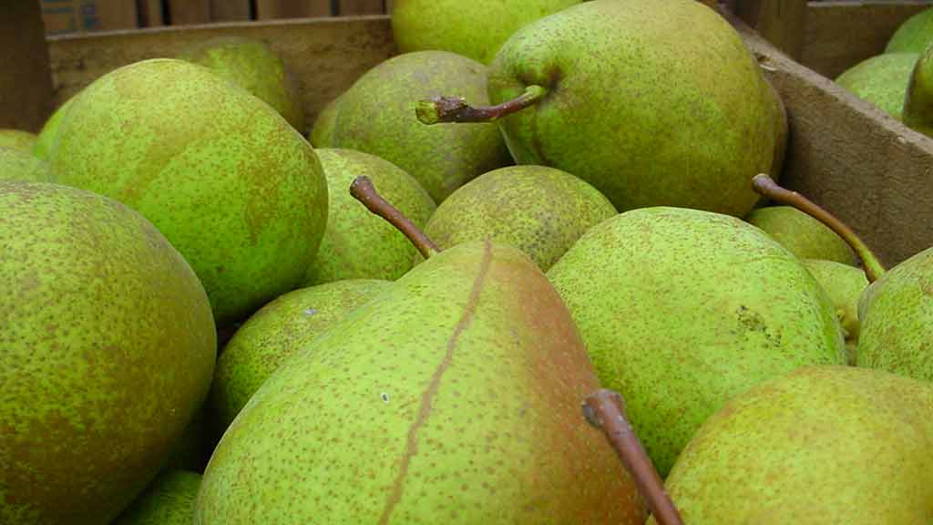 Pere Madernassa Roero