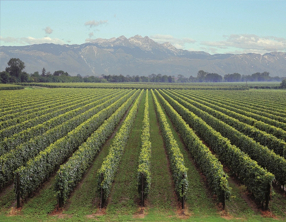 Bosco del Merlo_official