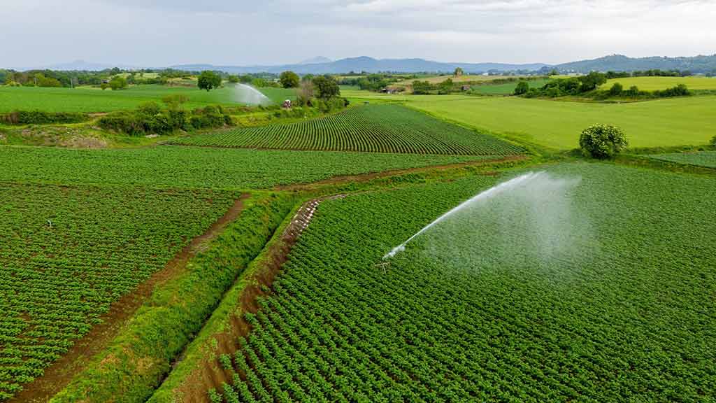 campi Patata dell'Alto Viterbese