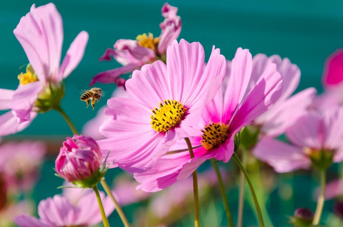 giornata-mondiale-delle-api-fiori