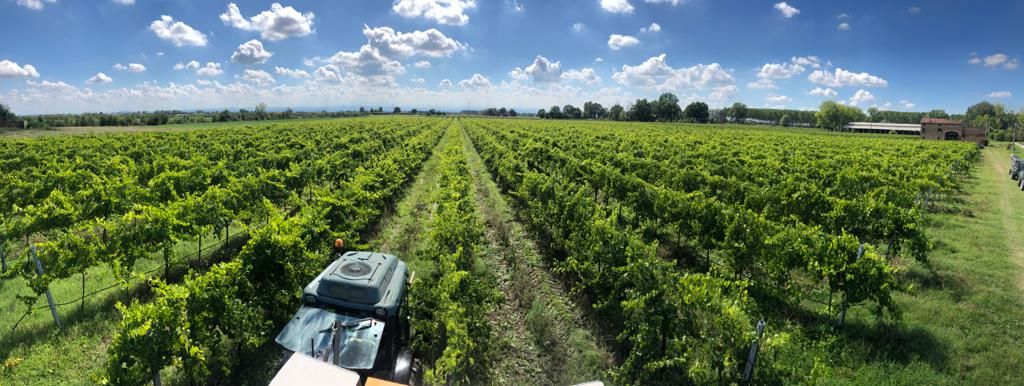 cantina-giacobazzi-lambrusco