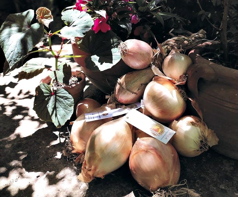 cipolla-di-vatolla-slow-food