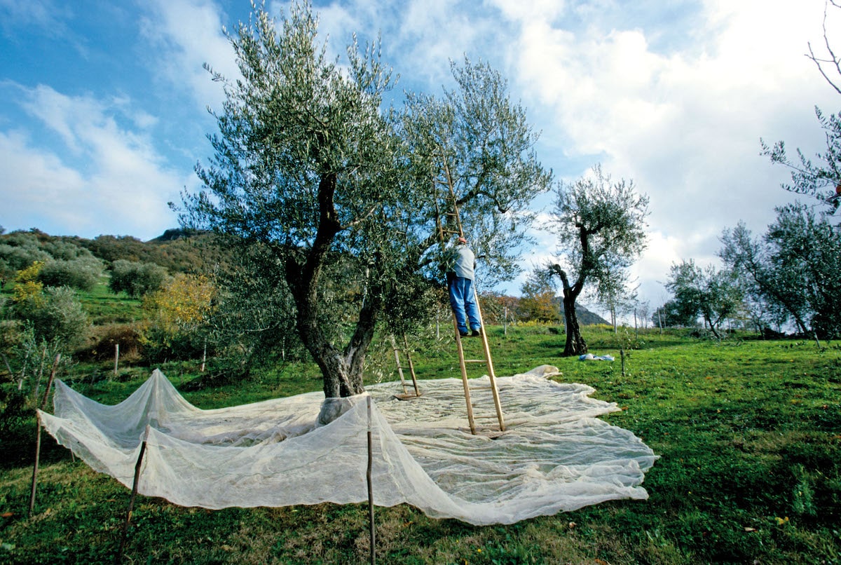 Olio-officina-festival_raccolta olive