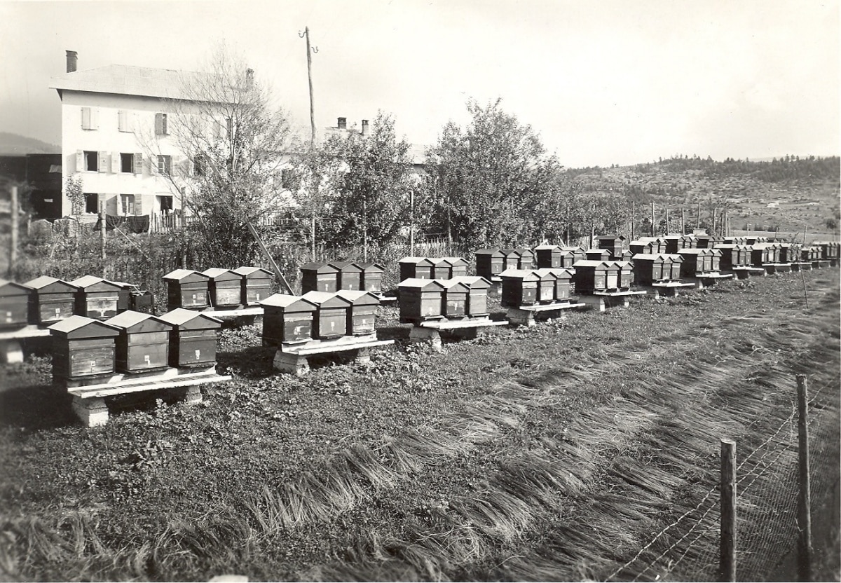 rigoni-di-asiago-Immagine storica apiari Asiago