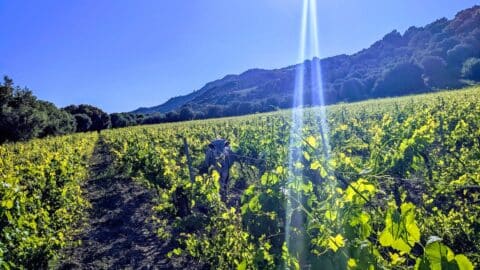 vigneti Santa Venere in Calabria