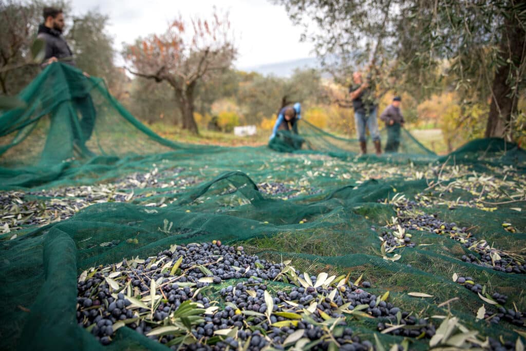 Tecniche di raccolta delle olive