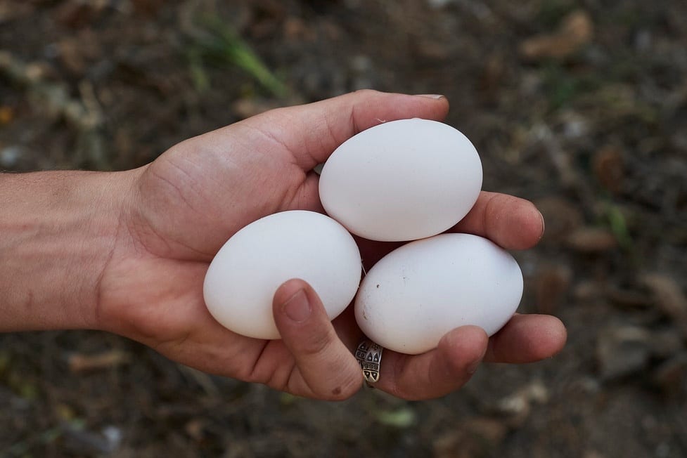 pollo-romagnolo-slow-food
