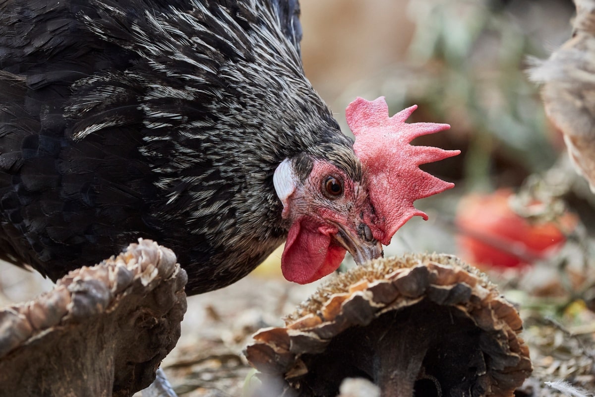 pollo-romagnolo-slow-food
