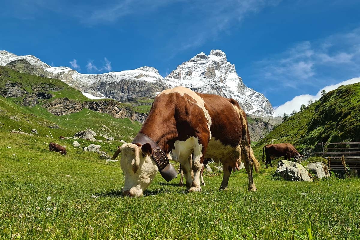 fontina-dop-valdostana