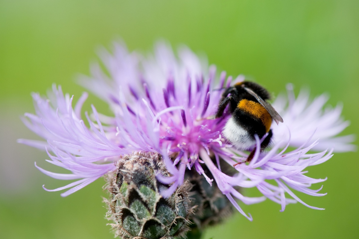 mieli-sardi-miele-di-cardo mieli-sardi-miele-di-cardo