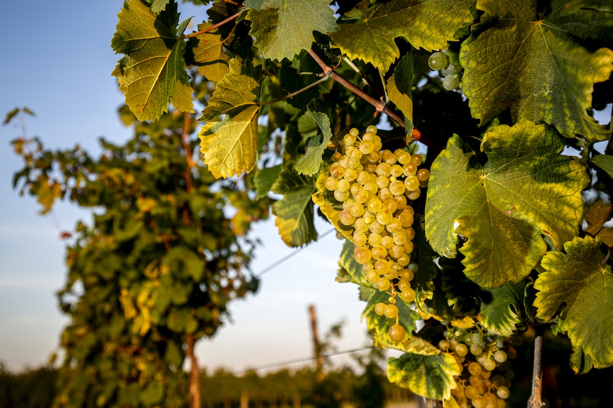 Tenute Tomasella vini bianchi