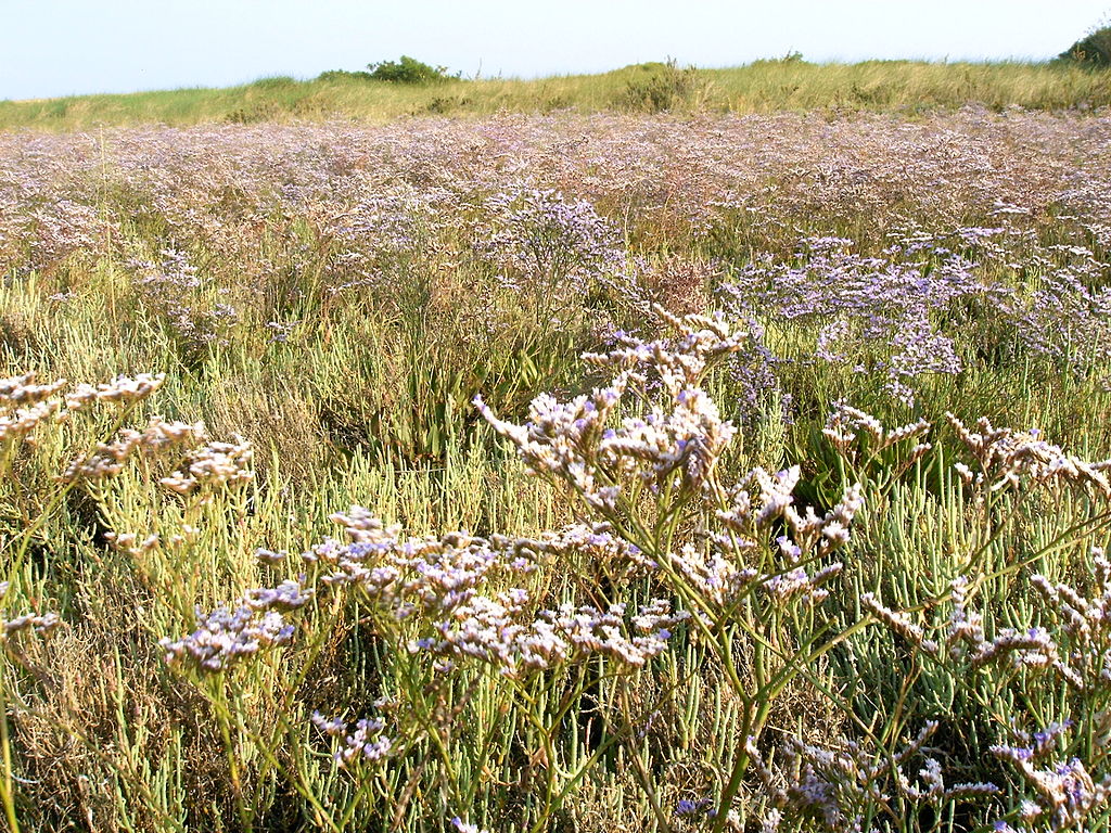 Fioritura del limonio, il fiore da cui si ricava il miele di barena