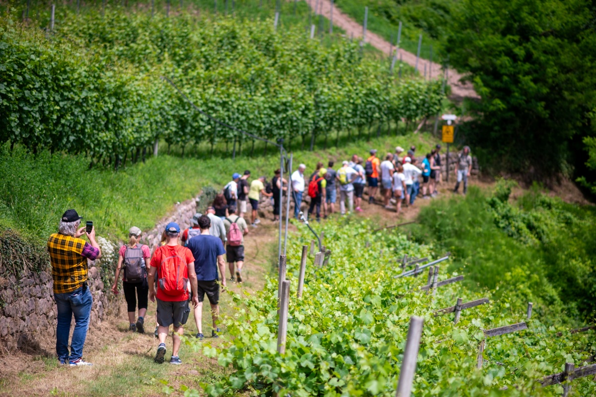 muller-thurgau-vino-di-montagna