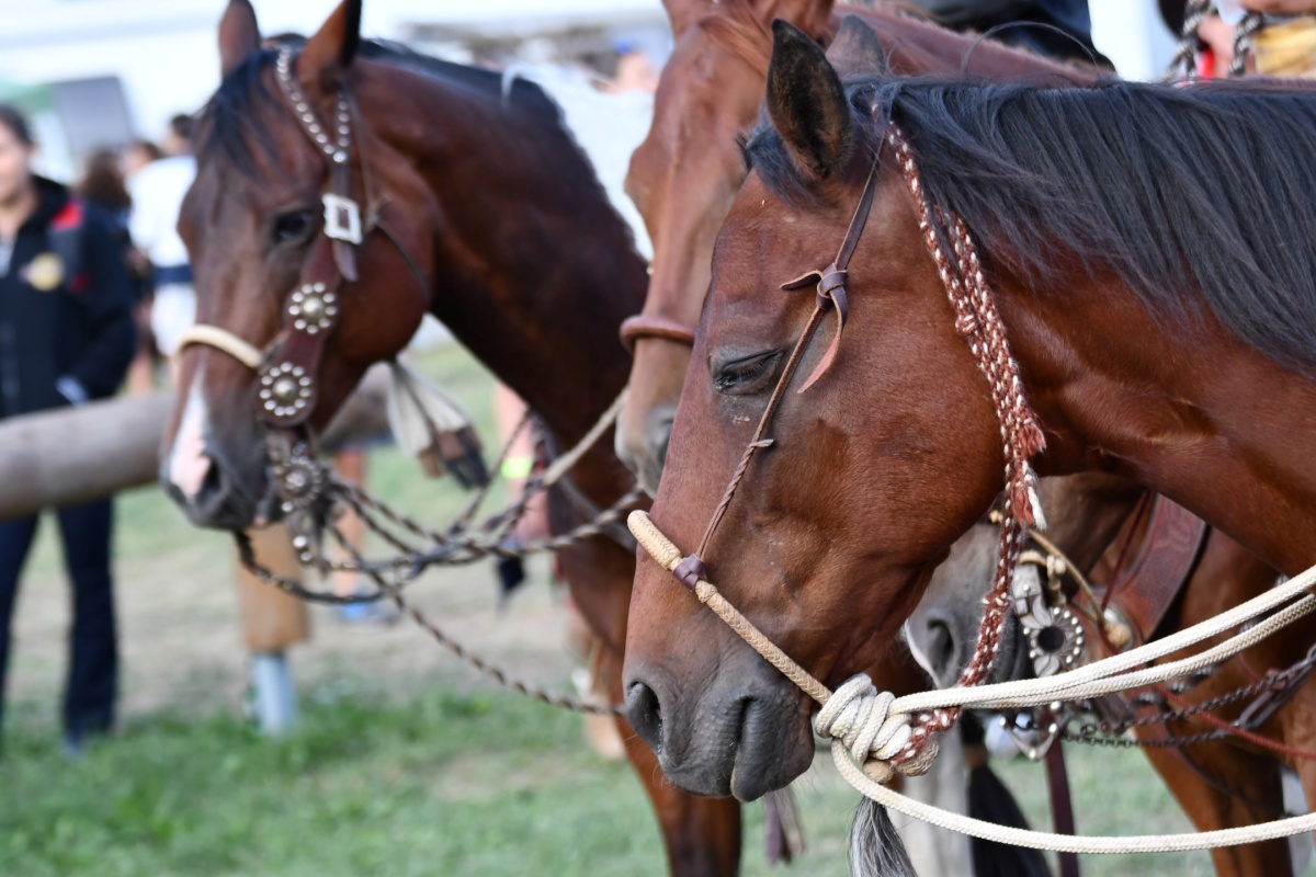 eventi-gastronomici-settembre-Valsassina Country Festival - cavalli