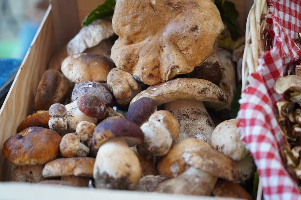 eventi-gastronomici-settembre-fiera-fungo-borgotaro eventi-gastronomici-settembre-fiera-fungo-borgotaro