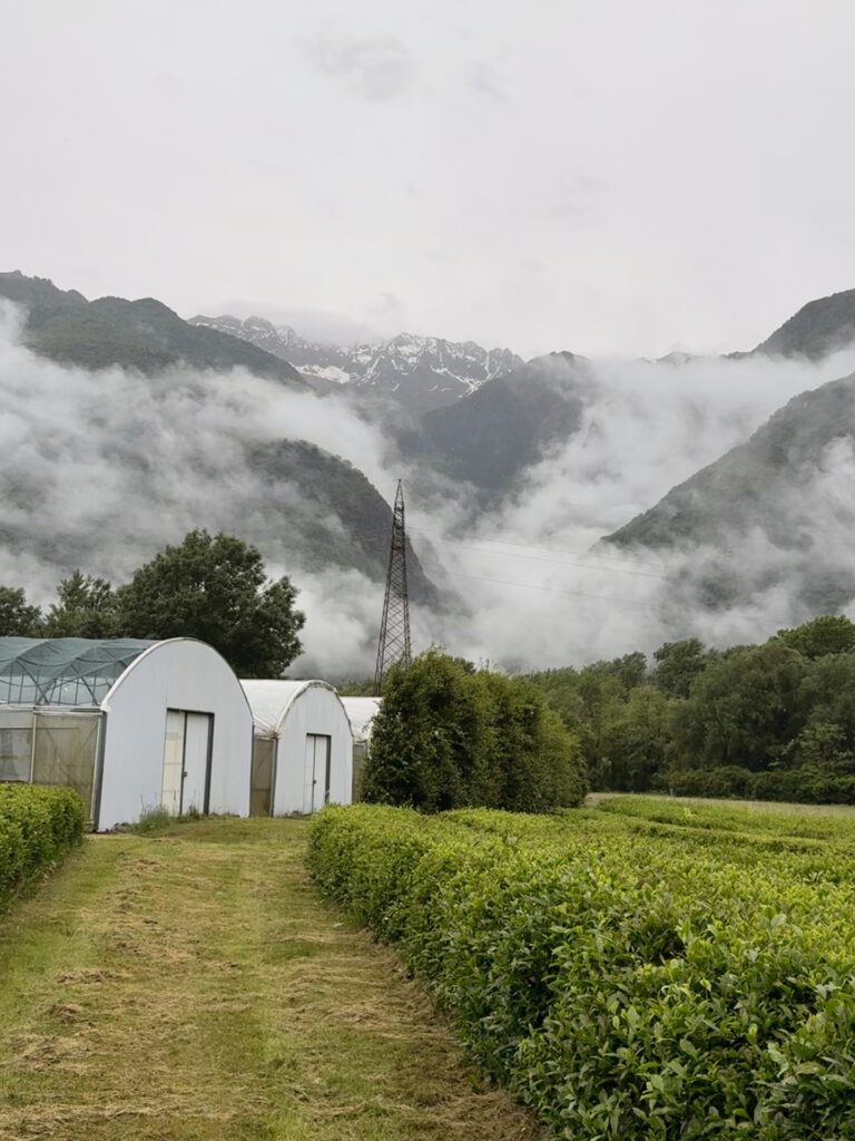 piantagione di te in val d'ossola