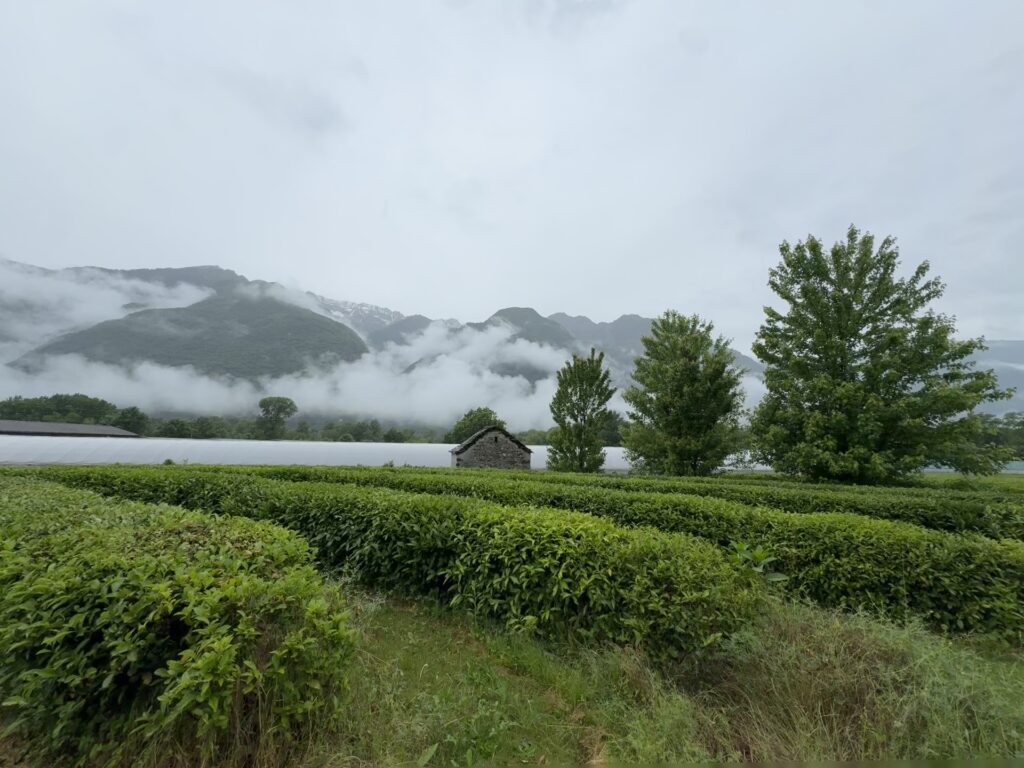 Compagnia del Lago maggiore piantagione di tè