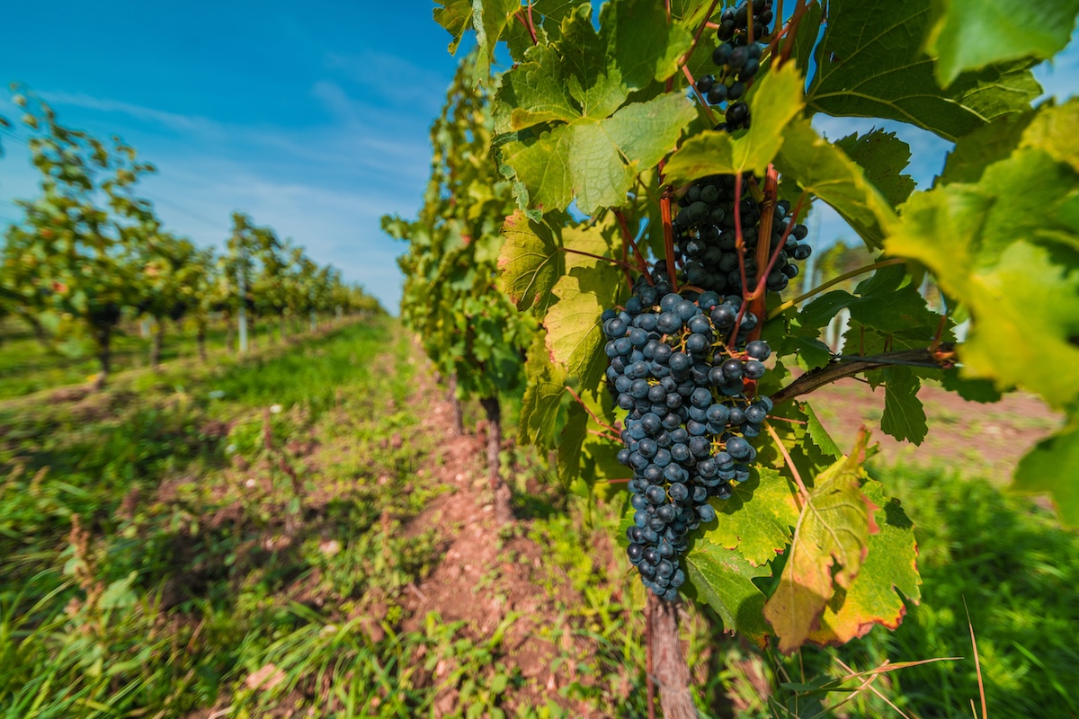 Vitigni del Monferrato Vitigni del Monferrato