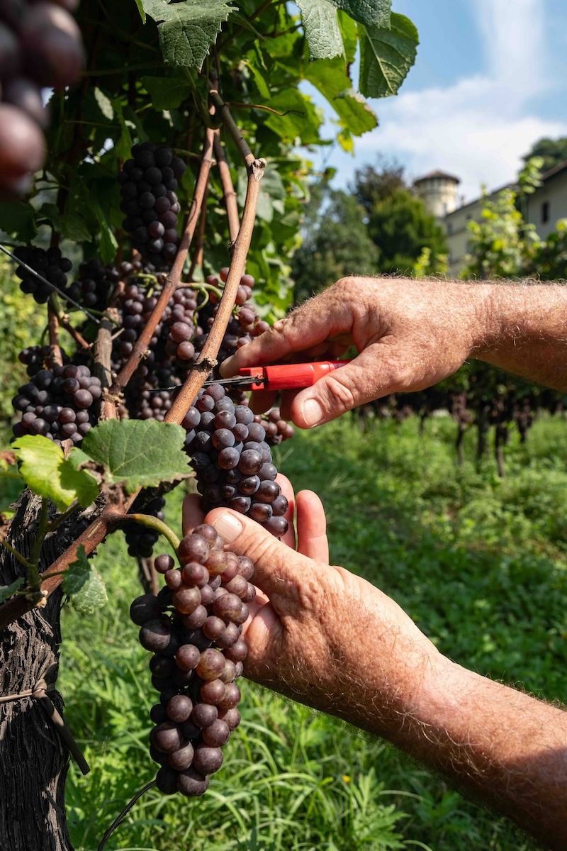 vendemmia Pinot grigio a Maso Toresella