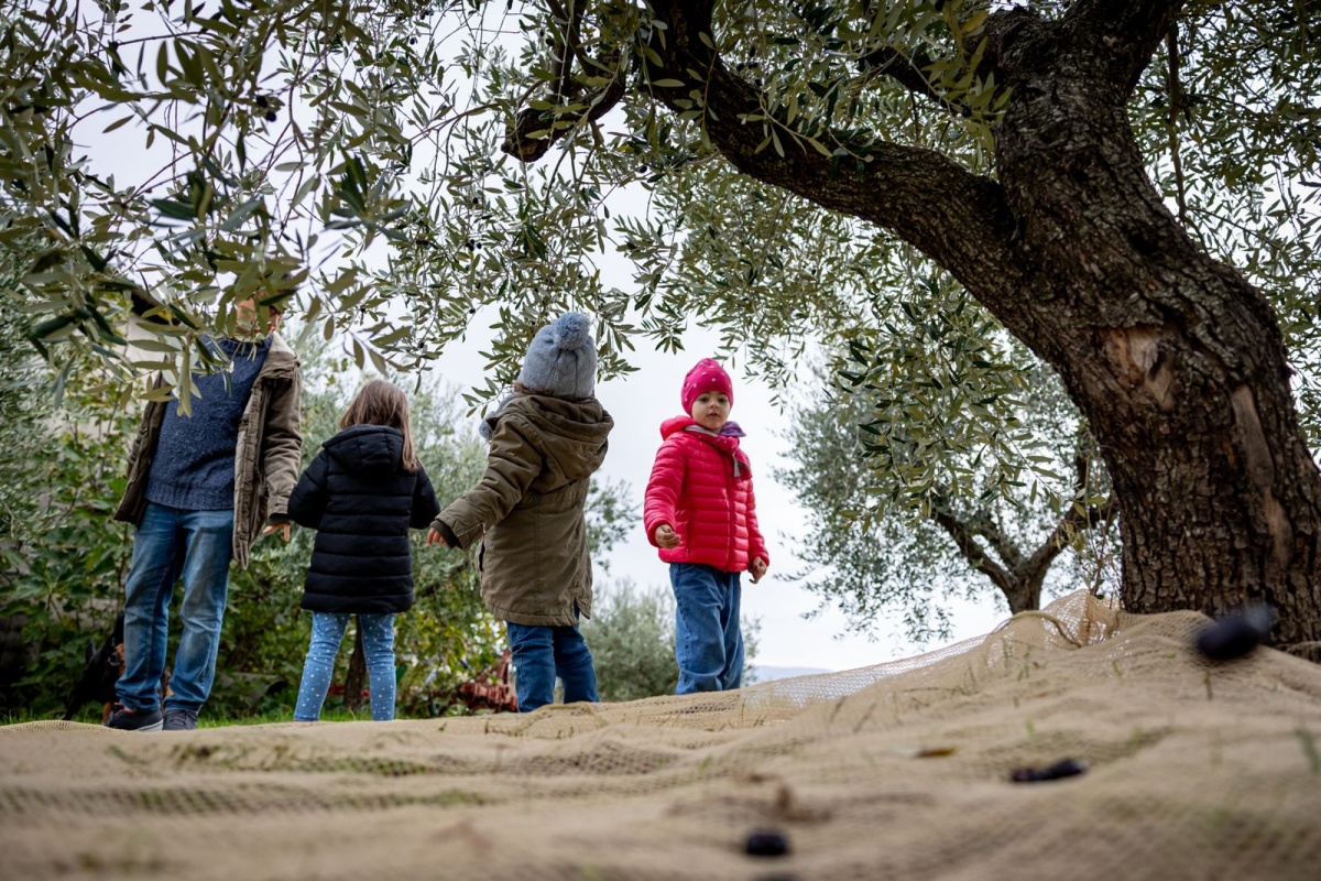 Frantoi aperti in Umbria Frantoi aperti in Umbria
