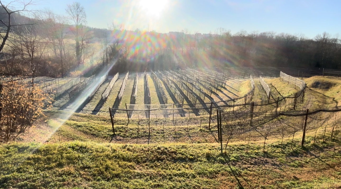 I filari di Cà dell'Orsa a Viggiù (VA)