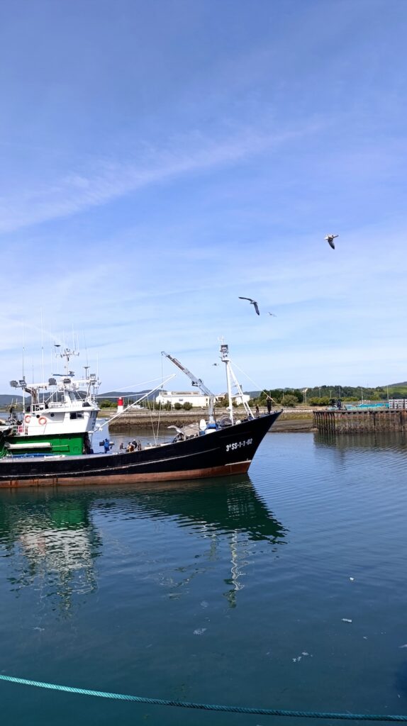 pesca acciughe del cantabrico