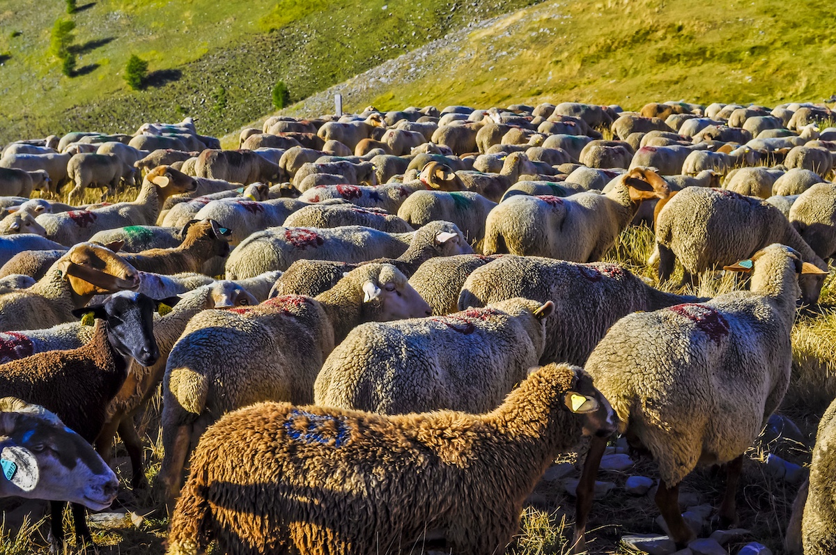 transumanza transumanza