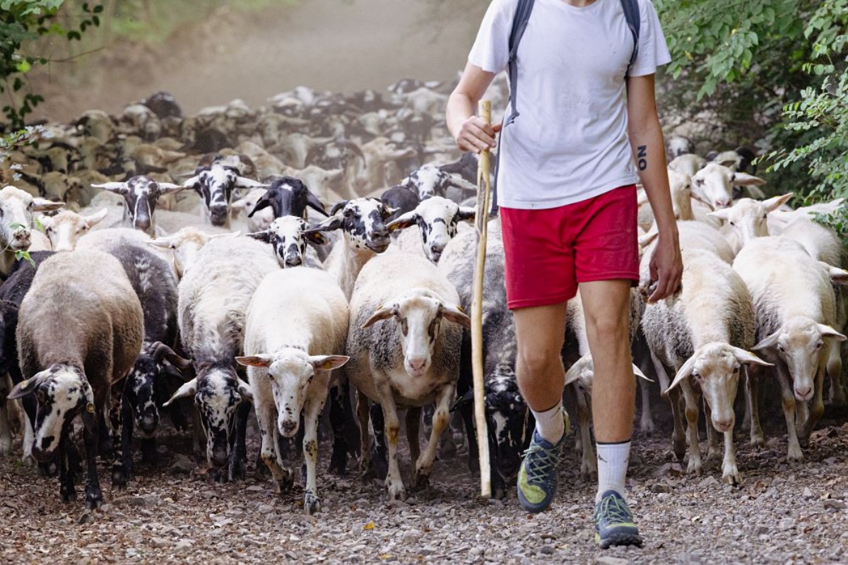 scuola-di-pastorizia