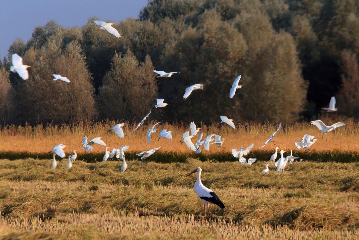 Lomellina aironi nella trebbiatura ®Mesturini_Morelli