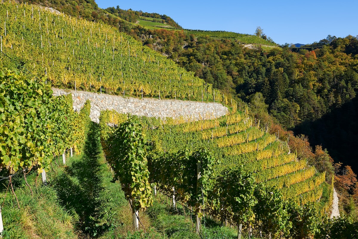 I vigneti della Cantina Valle Isarco