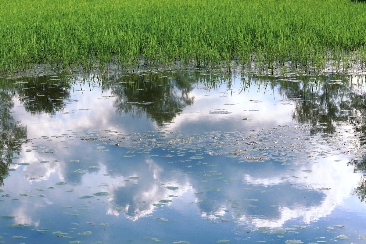 Lomellina risaie allagate ® Mesturini &Morelli