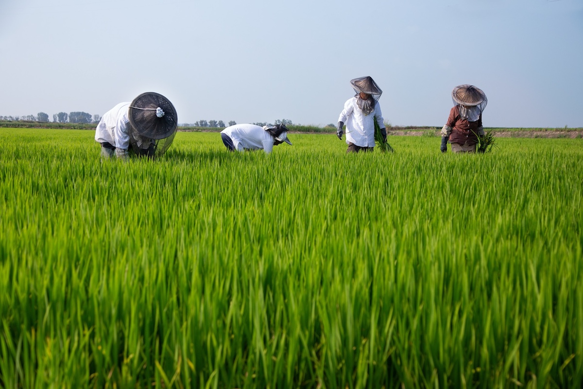 Lomellina risaie®Mesturini& Morelli