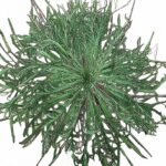 erba stellaria o minutina