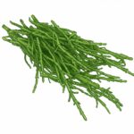 salicornia europaea