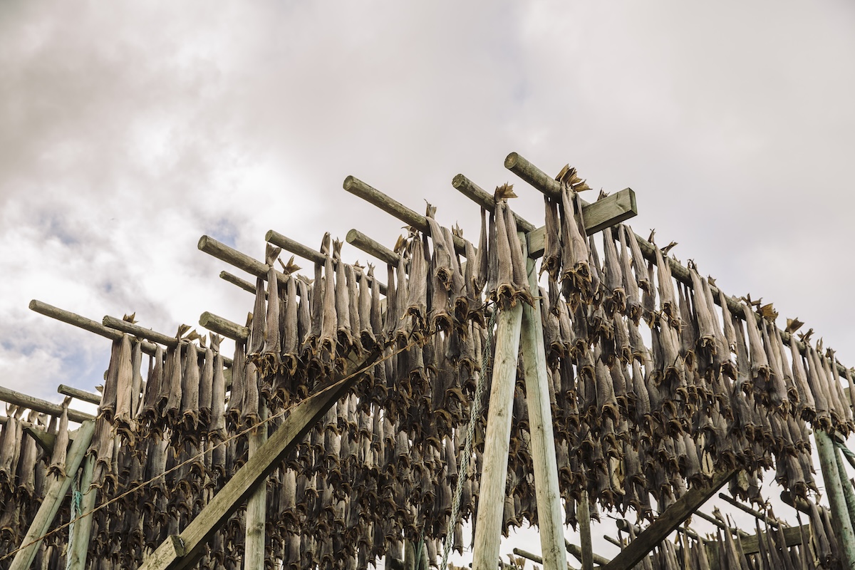 stoccafisso a essiccare alle isole Lofoten