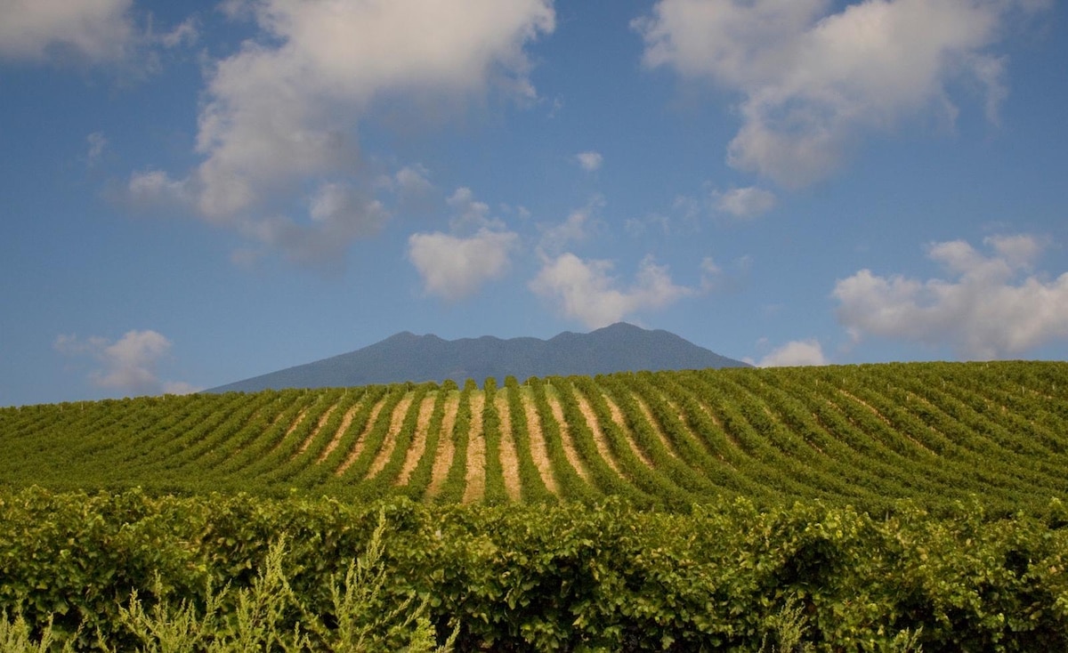 vigneti_credits Cantina di Venosa